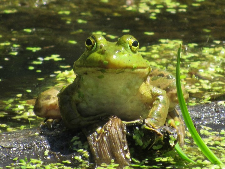 American Bullfrog